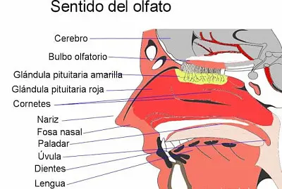 sentido del olfano