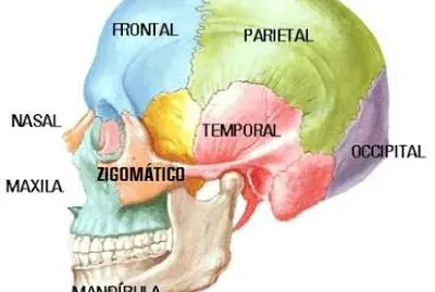 ossos do crÃ¢nio jigsaw puzzle