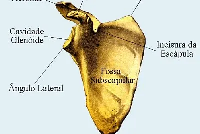 EscÃ¡pula jigsaw puzzle