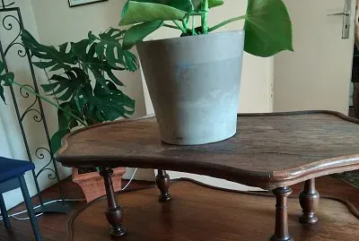 Plante verte