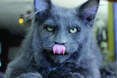 cat leon