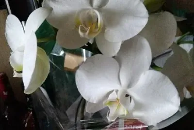 OrchidÃ©es blanches