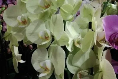 OrchidÃ©e