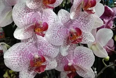 OrchidÃ©e  pigmentÃ©e