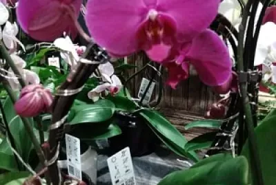 OrchidÃ©e a grande fleur