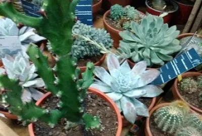Succulentes