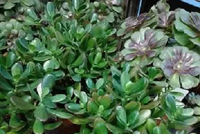 plante famille succulente