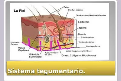 Sistema tegumentario