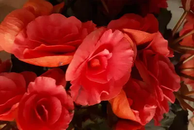 fleurs rouges