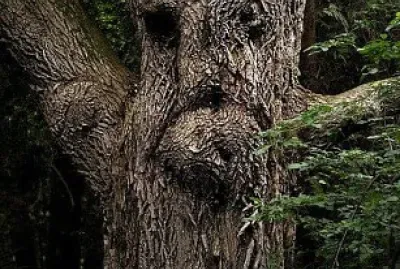 LO SPIRITO DEGLI ALBERI