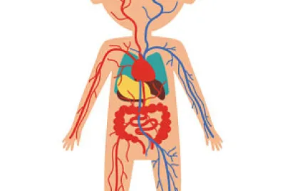 sistema circulatorio