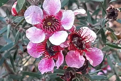 Fleurs