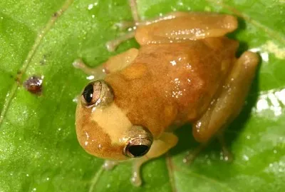 Golden coqui jigsaw puzzle