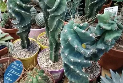 cactus