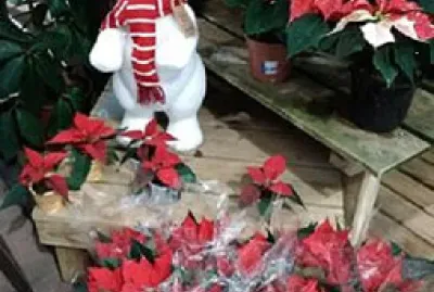 Plante rouge avec ours blanc