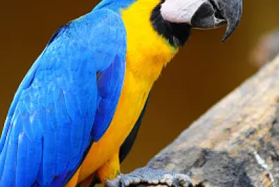 Papagayo Azulamarillo - Ara ararauna