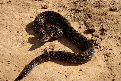 Boa Constrictor