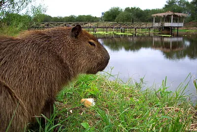 Carpincho - Capibara o ChigÃ¼iro