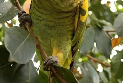 Loro Hablador - Amazona aestiva