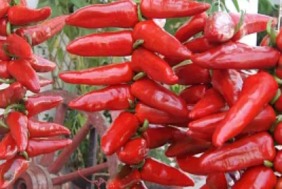 piments d 'Espelette