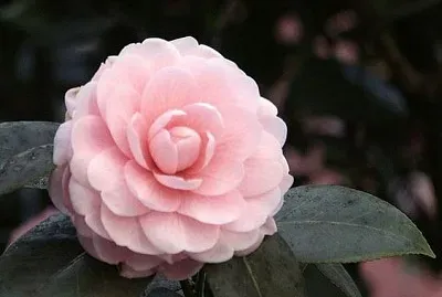 Pink camellia
