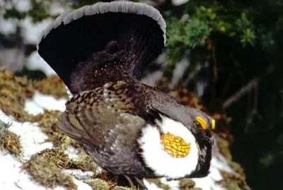 Pernice fuligginosa