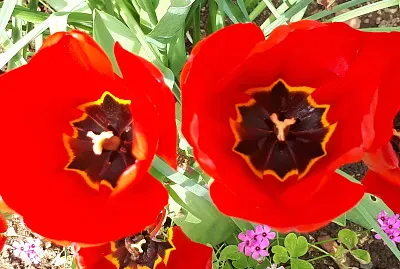 tulipes rouges