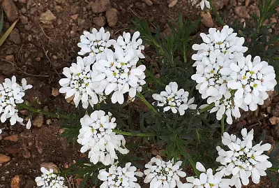 corbeille d 'argent jigsaw puzzle