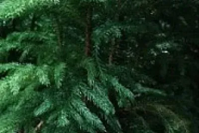 sapin dans un panier en osier