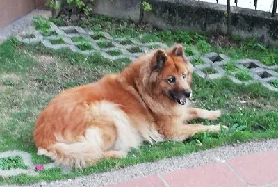 La Monita jigsaw puzzle