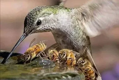 פאזל של colibri en fuente