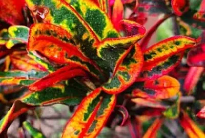 Croton jigsaw puzzle