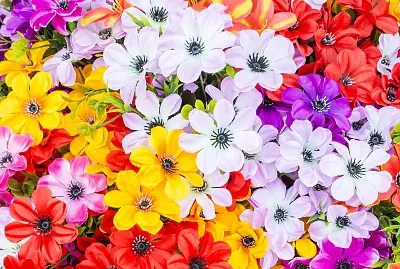 flowers jigsaw puzzle