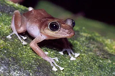 Guajon coqui