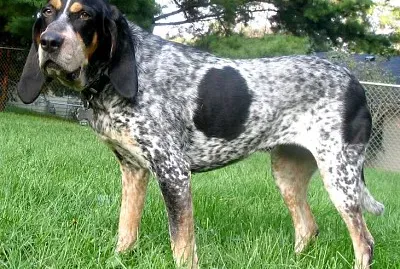 Bluetick coonhound