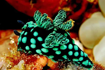 Nembrotha cristata
