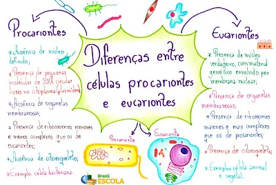 DiferenÃ§a entre cÃ©lula procarionte e eucarionte