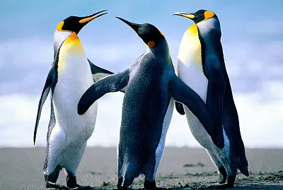 פאזל של pinguinos