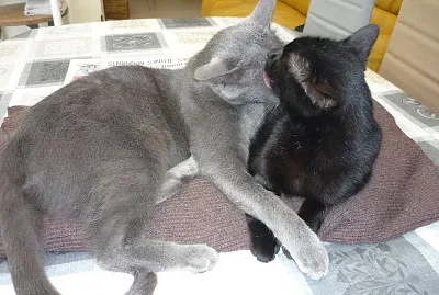 chats