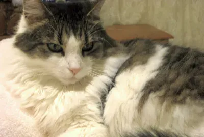 American longhair