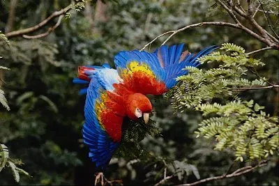 passaro jigsaw puzzle