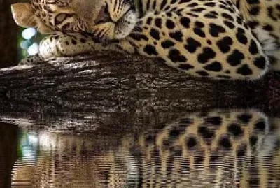 fottticas jigsaw puzzle