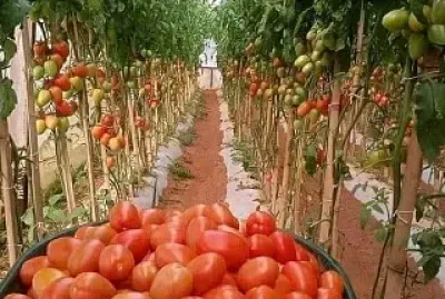 COSECHA DE JITOMATES jigsaw puzzle