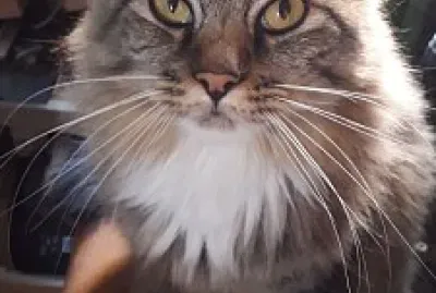 PAPI ABRIL 2020 jigsaw puzzle