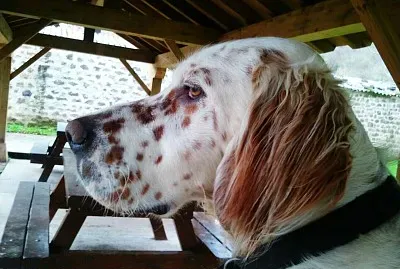 Setter Feliz un dÃ­a de otoÃ±o!