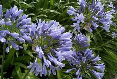 agapanthes jigsaw puzzle