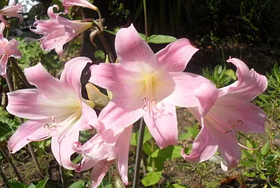 Lys roses jigsaw puzzle