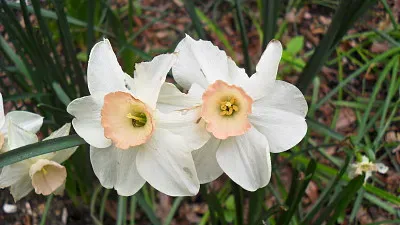 Jonquilles jigsaw puzzle