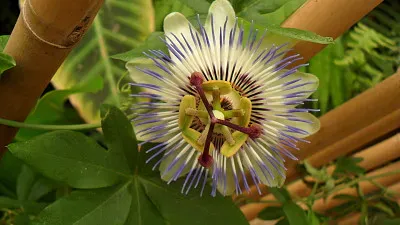 Passiflore jigsaw puzzle