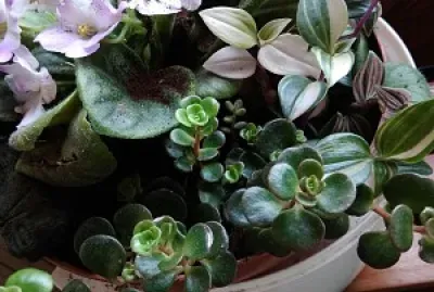 composition florale variÃ©e jigsaw puzzle